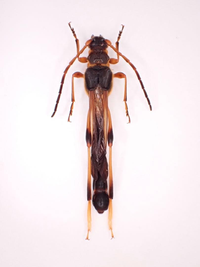 土曜日まで限定セール 昆虫標本 コガネムシ