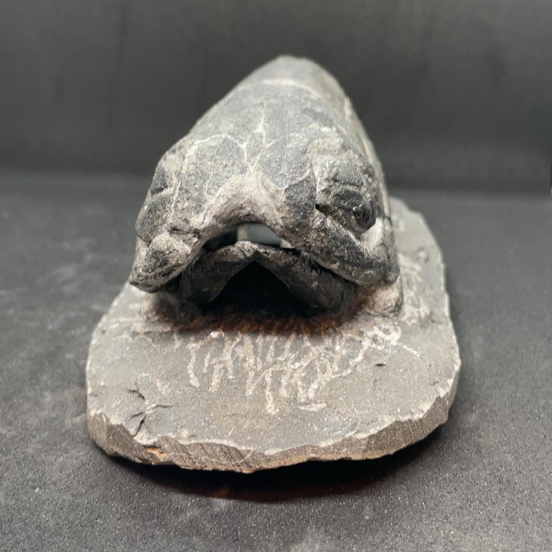 エンセオステウス placoderm fish 化石 おまけ付き