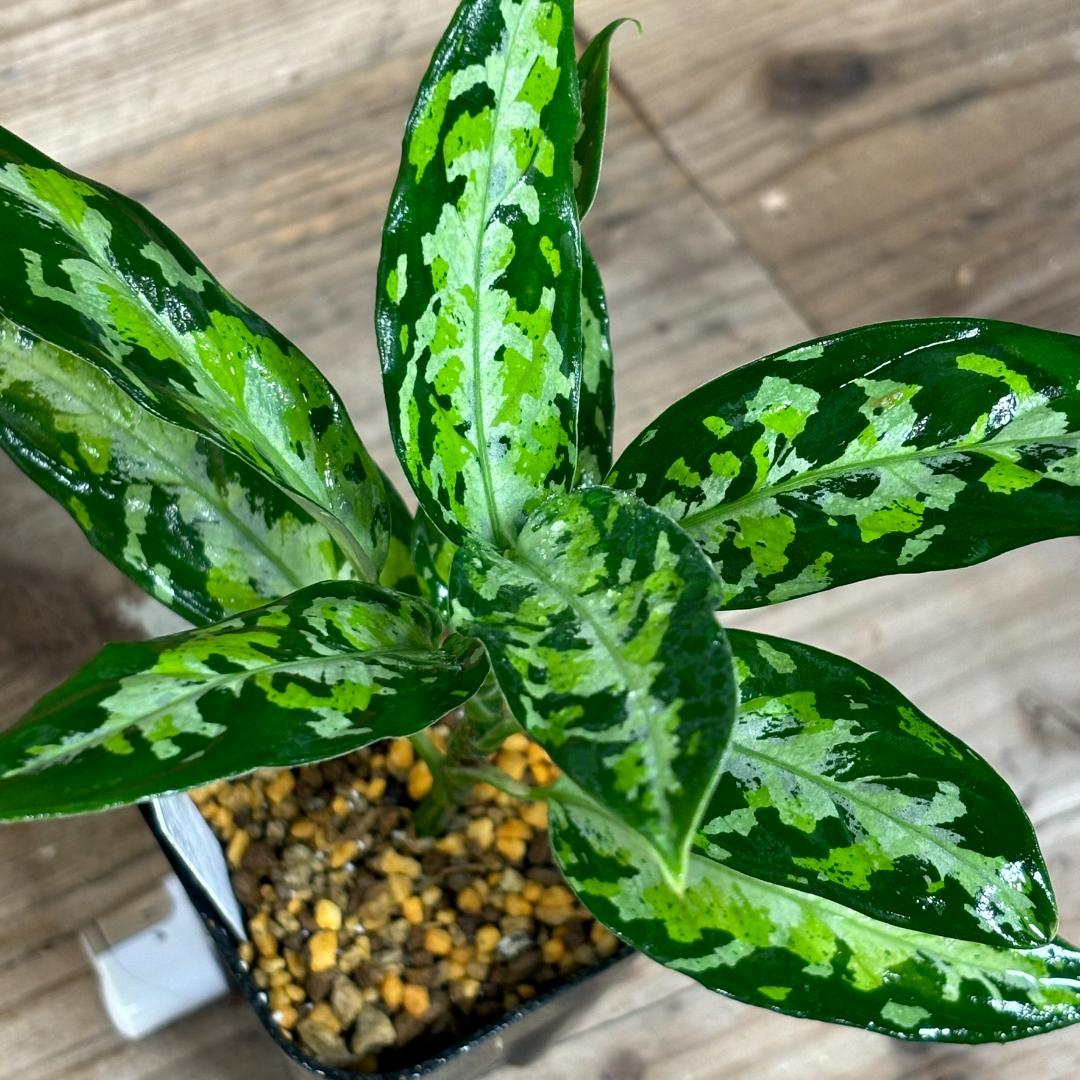 アグラオネマアチェ産バリエガータ斑入り