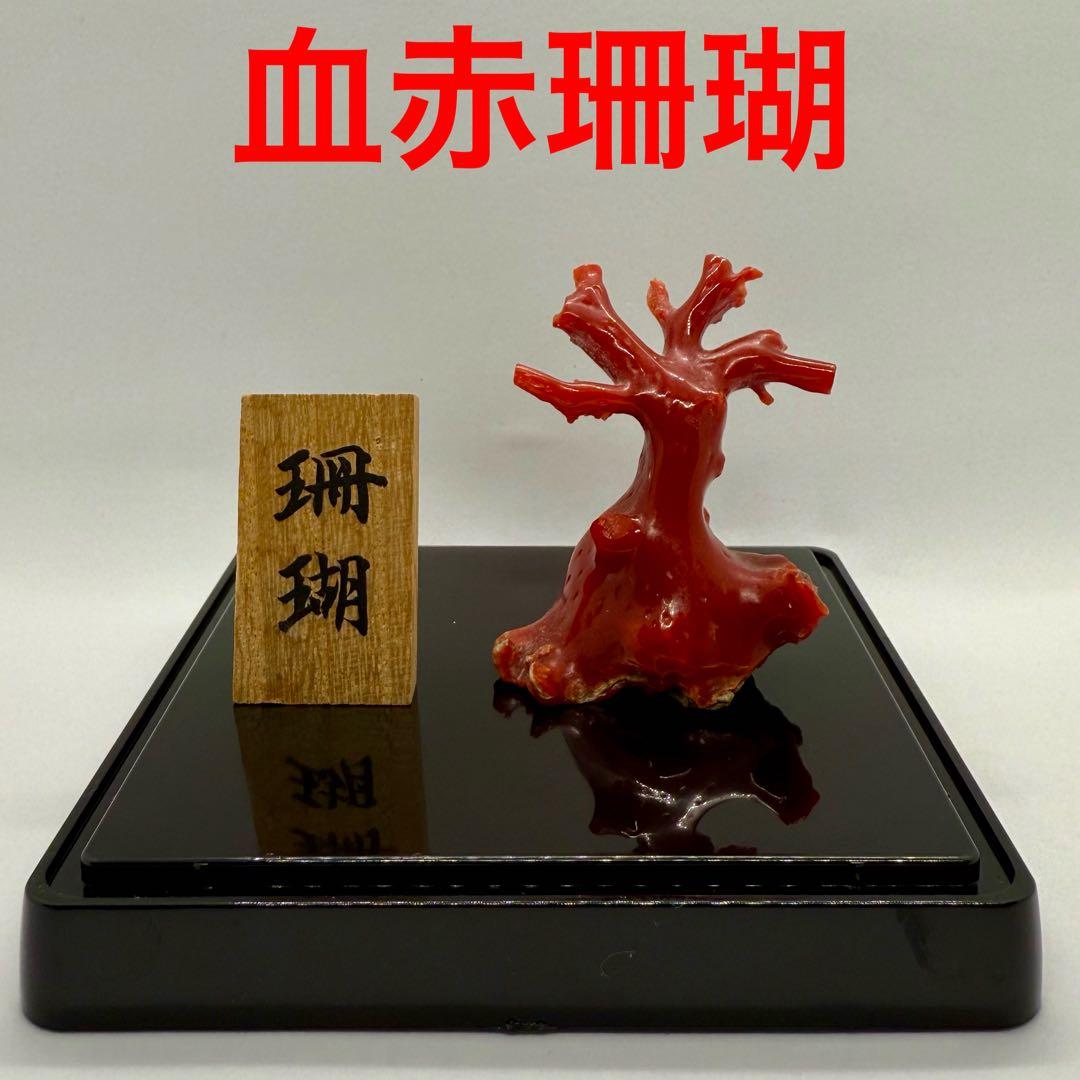 天然本珊瑚（血赤珊瑚） 原木置物 22.05g ケース付き 美品 - メルカリ