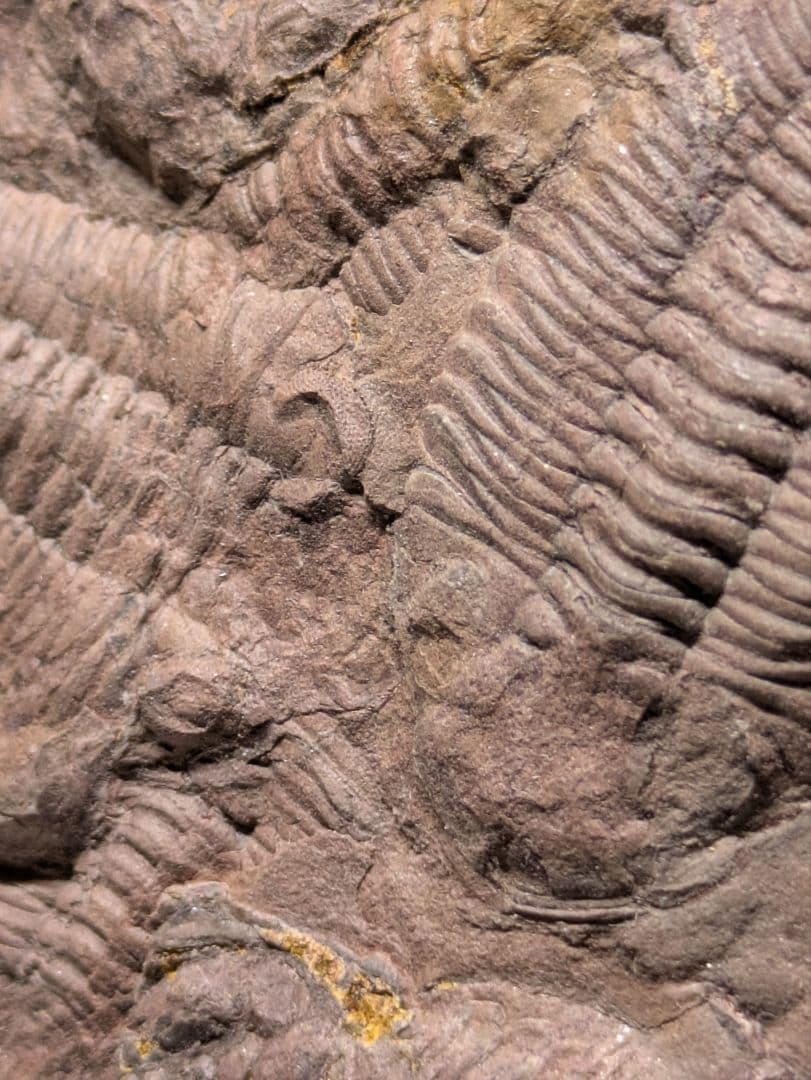 博物館級 三葉虫 群生 化石 標本 地学