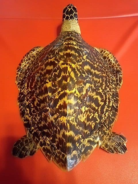ベッコウ亀剥製 国際希少野生動植物種登録票付き 値引き可能