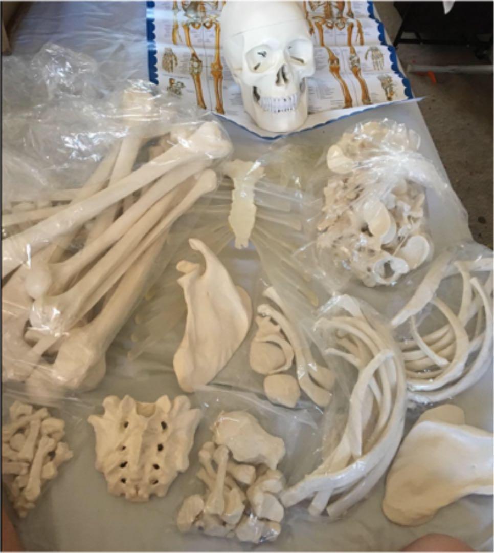 等身大全身骨格 分解モデル 骨格標本 Amazon.co.jp: 等身大 人体模型