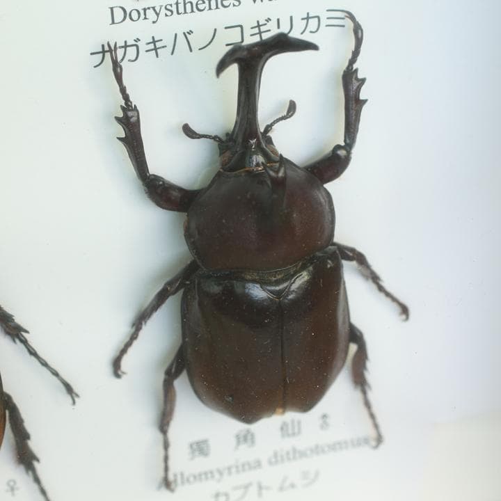 昆虫標本 カブト クワガタ 海外土産 - メルカリ