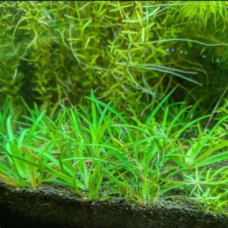 メルカリ便 ◯ホシクサ クチ 水中葉1株 水草 ADA 水槽 - メルカリ