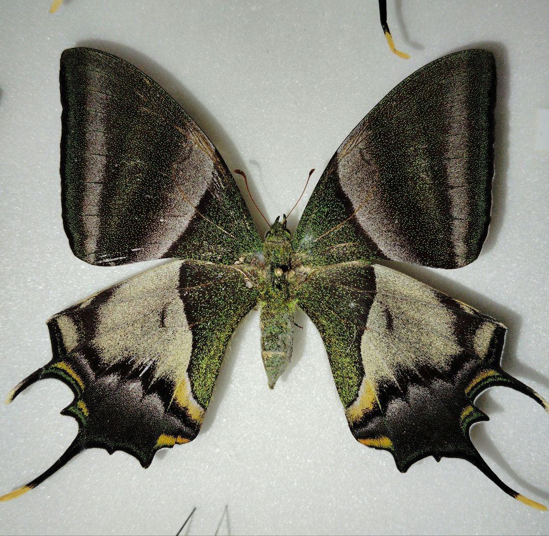 蝶標本】テングアゲハ ペア！