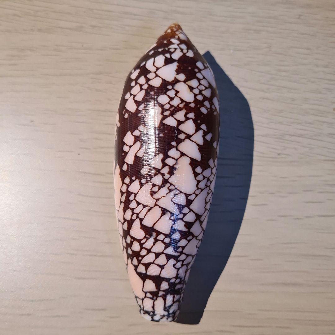 イモガイ貝殻 Darioconus Aulicus Propenudus