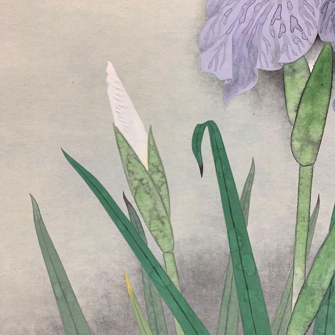 掛軸】井上清治「菖蒲」共箱 太巻 二重箱仕立て