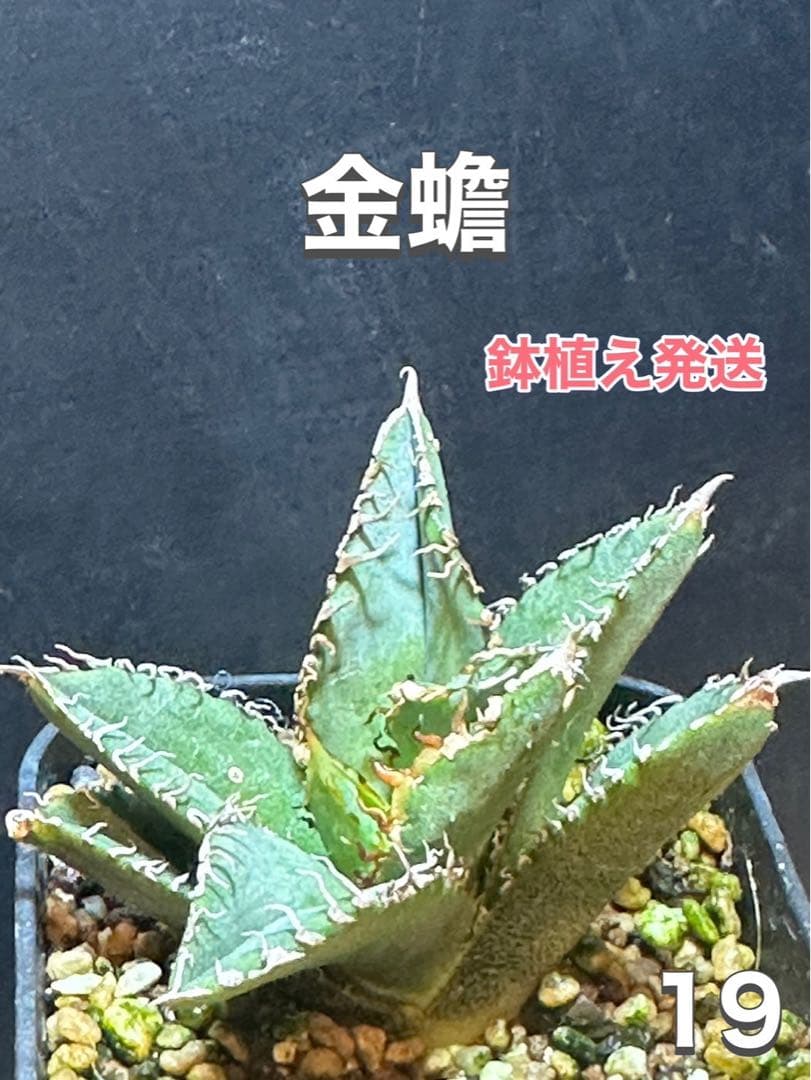 R様 リクエスト 2点 まとめ商品 Rin様 リクエスト 2点 まとめ商品 Rin様