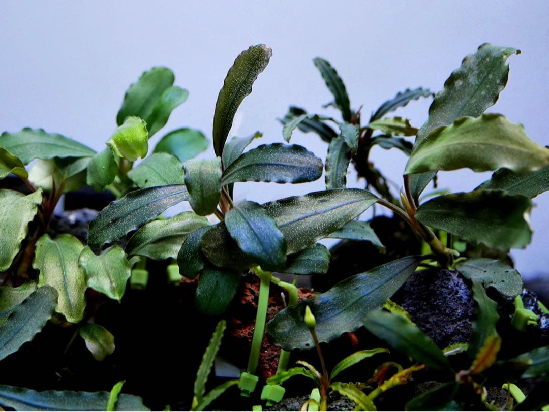 船長様専用 ブセファランドラ15種15株、ボルビ、ピンナティフィダ