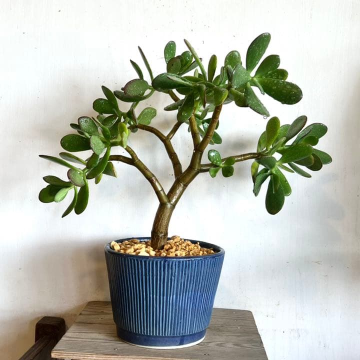 確認用写真 金のなる木 金の成る木 かねのなるき 花