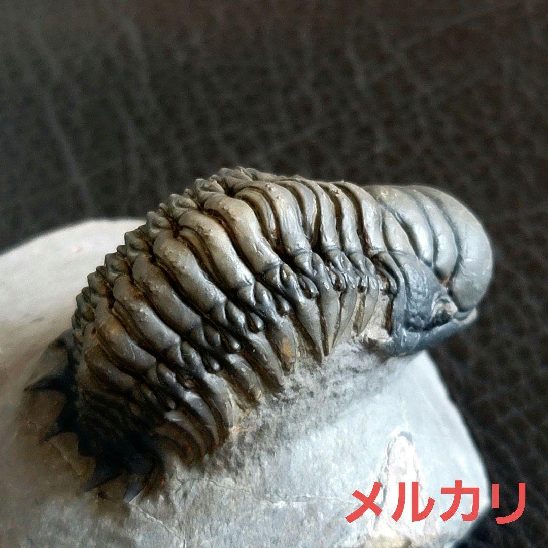 超美麗！三葉虫【Crotalocephalus gibbus】 化石 モロッコ