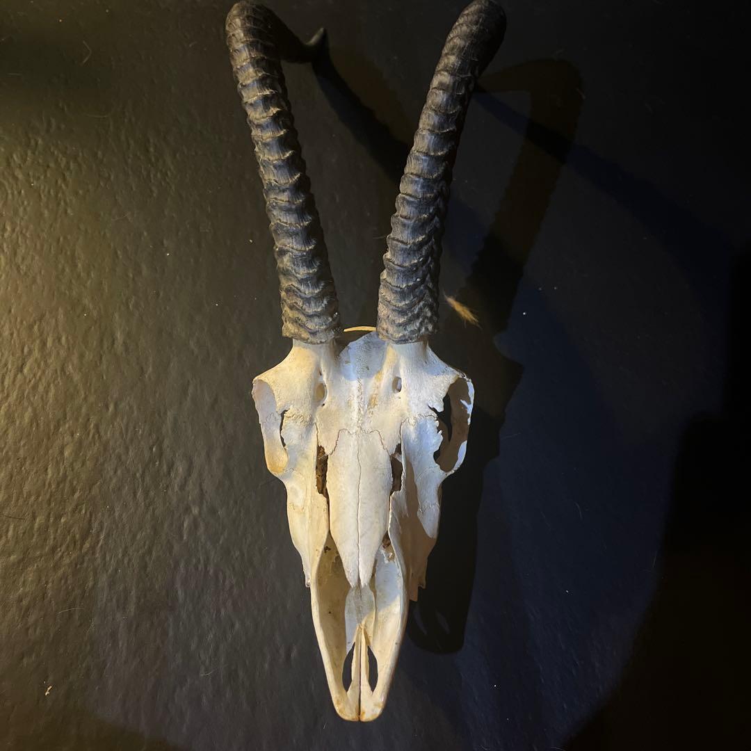 アンテロープ 頭骨 標本 インテリア装飾