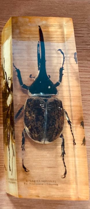 ヘラクレスオオカブト 標本