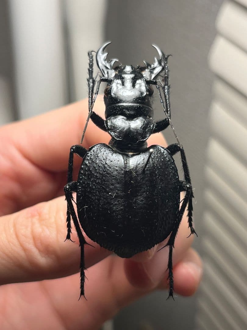 52mm♀】オオエンマハンミョウ Manticora 昆虫標本