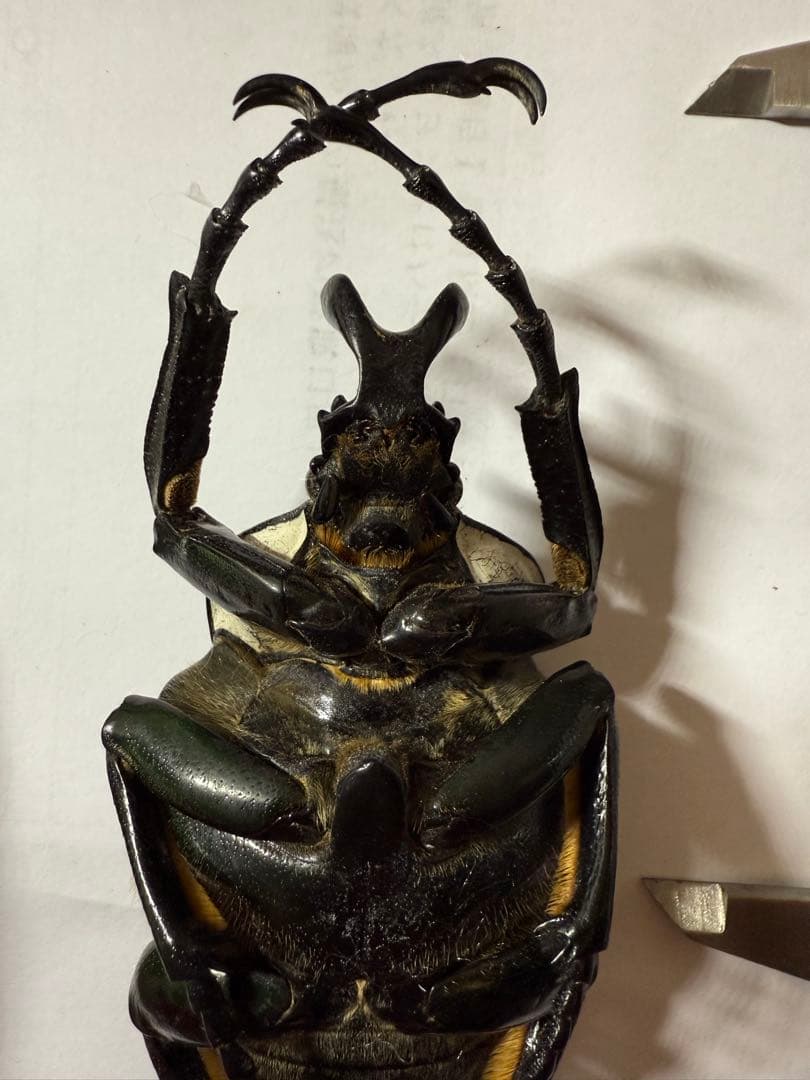 昆虫標本 カメルーン ゴライアスオオツノハナムグリ 約100mm M1 - メルカリ