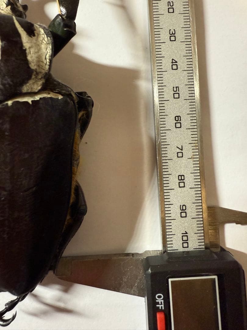 昆虫標本 カメルーン ゴライアスオオツノハナムグリ 約100mm M1 - メルカリ