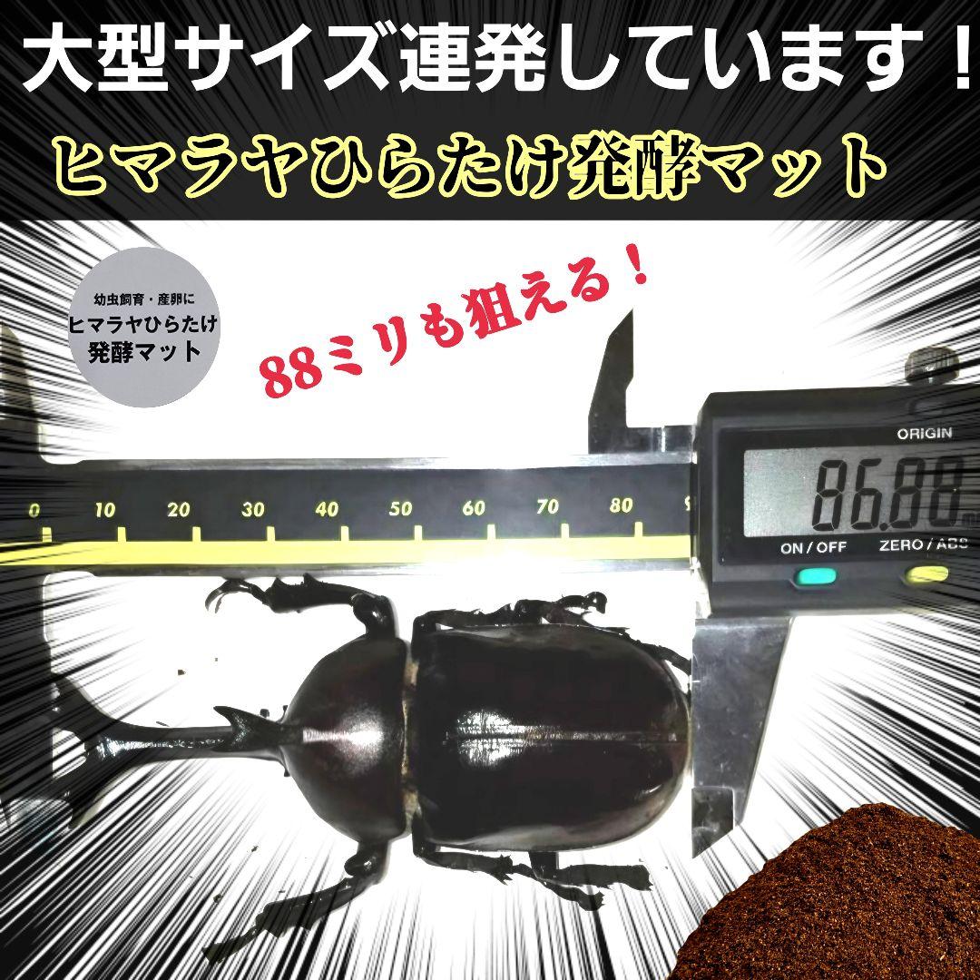 カブトムシの産卵に抜群！ヒマラヤひらたけ発酵マット【60L】雑虫が