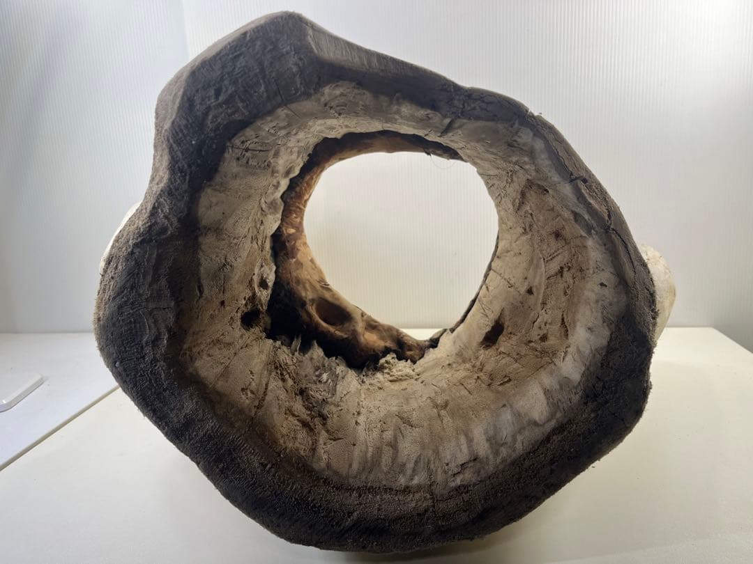 r86特大流木 アク抜き済み 爬虫類シェルター インテリア オブジェ