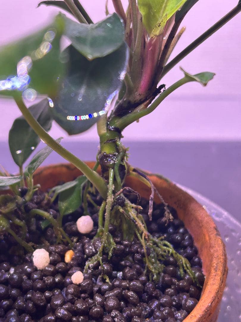 TB便】Bucephalandra sp.Pearl gray 水上育成株