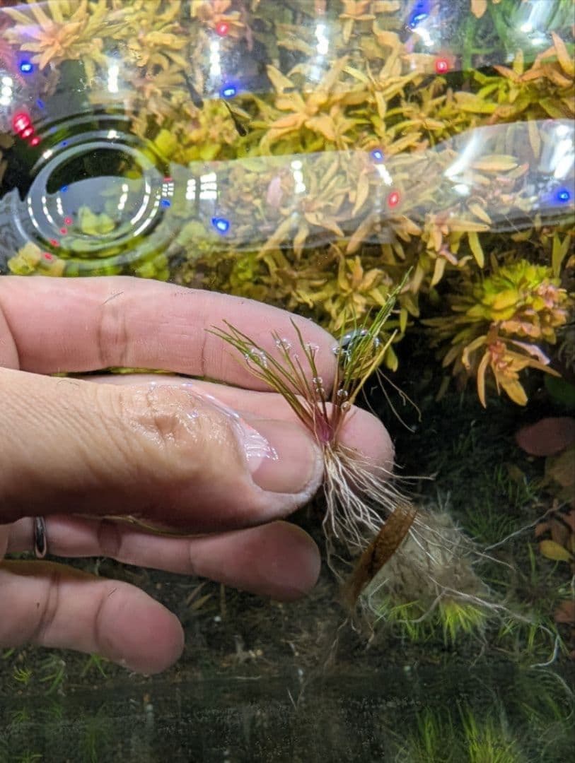 メルカリ便 ホシクサ ドーンレッド水中葉1株 水草 ADA 水槽 - メルカリ