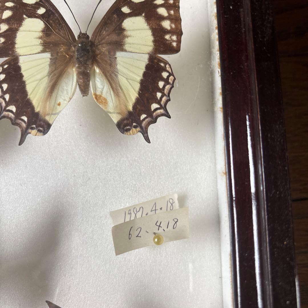 蝶の標本セット 1987年採集
