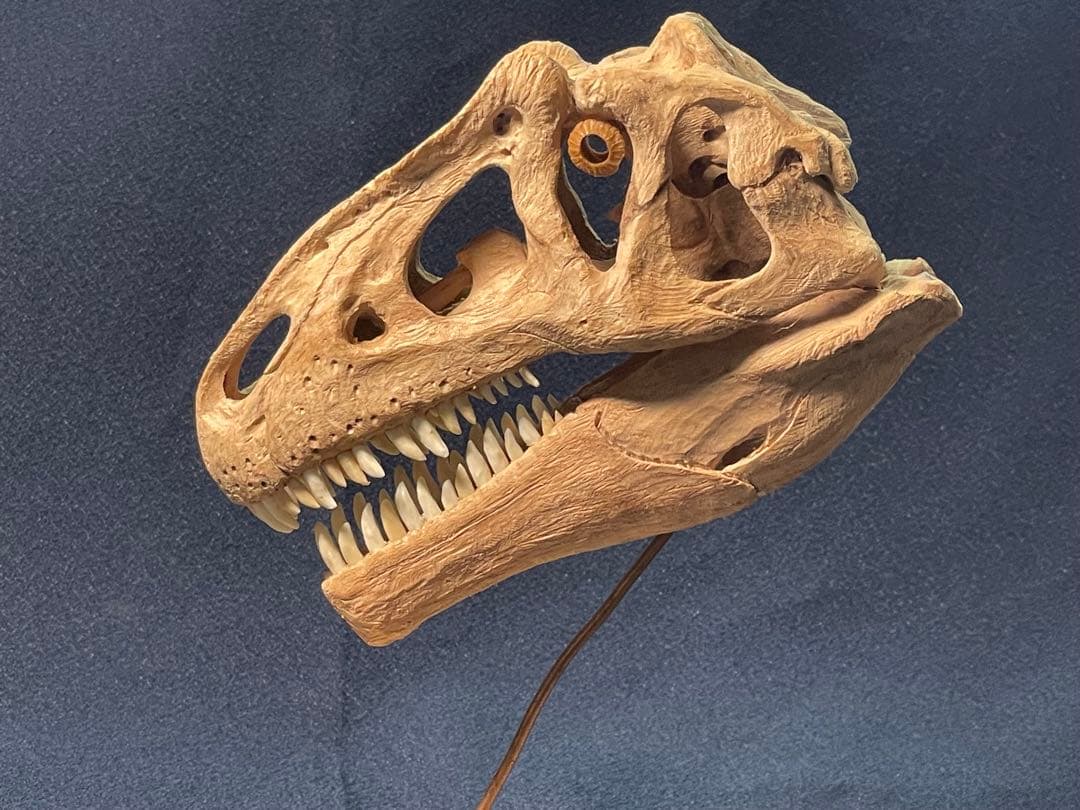 木彫　恐竜　アロサウルス頭骨模型　1/10スケール
