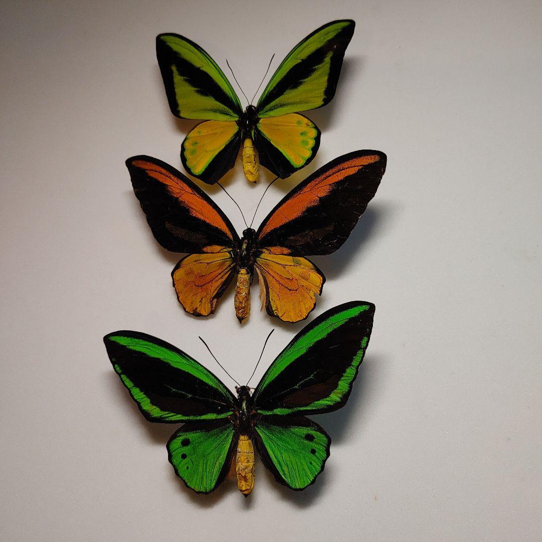 外国産蝶標本】アッコウスバ♀♂/雲南省.白馬雪山産/♀53mm♂54mm