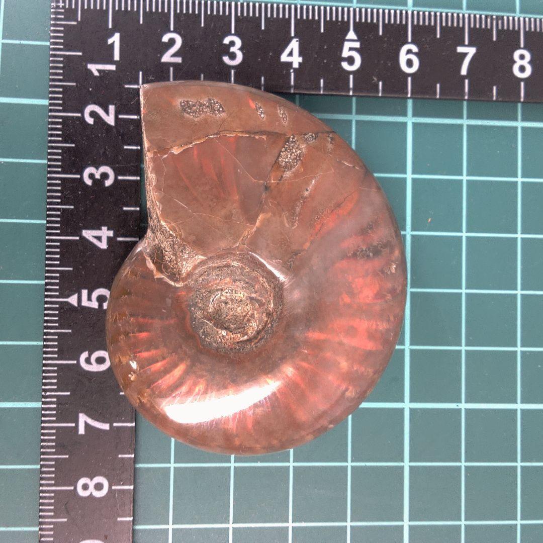 小物１ アンモナイト化石 赤褐色 小物1 アンモナイト化石 赤褐色 小物1 アンモナイト化石 赤褐色 小物1