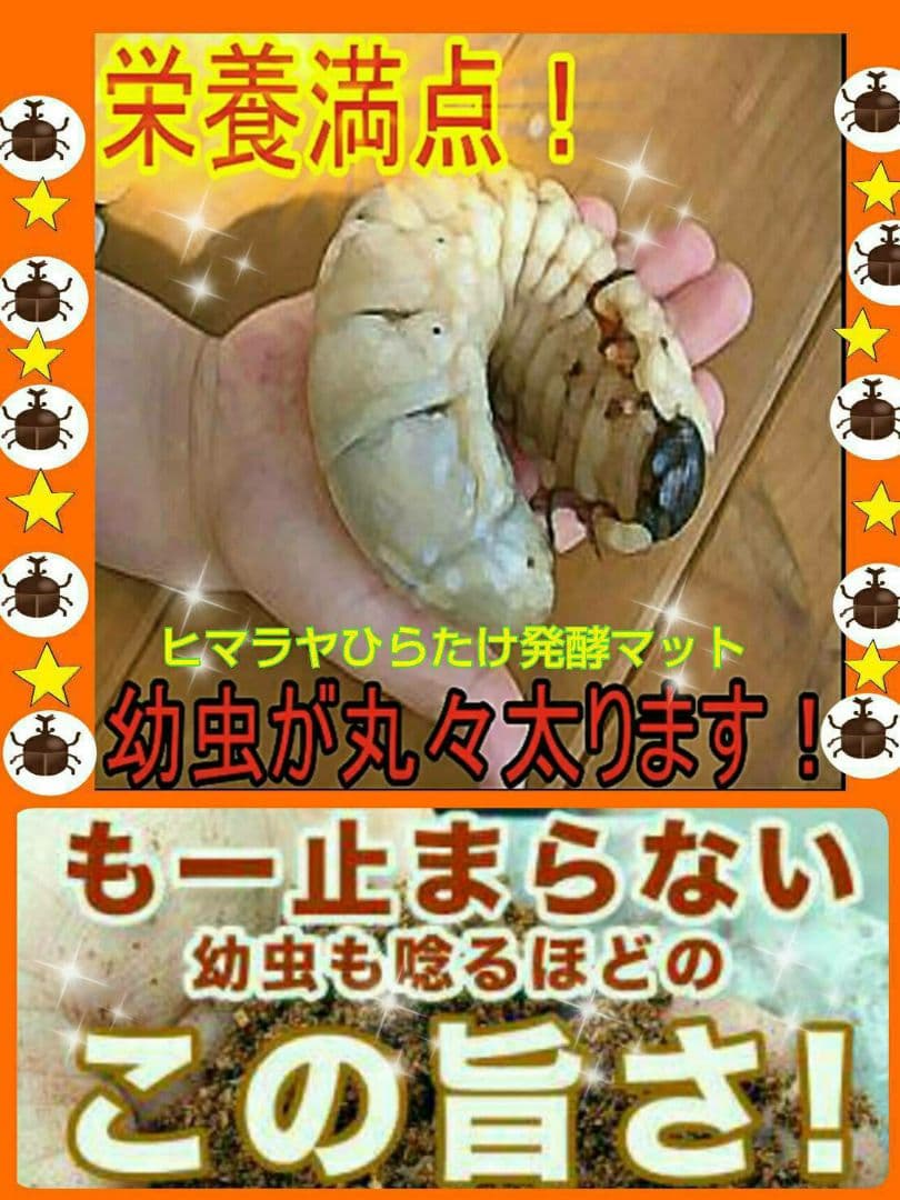 デカクなりすぎ注意！ヒマラヤひらたけ発酵マット産卵にも！増量100