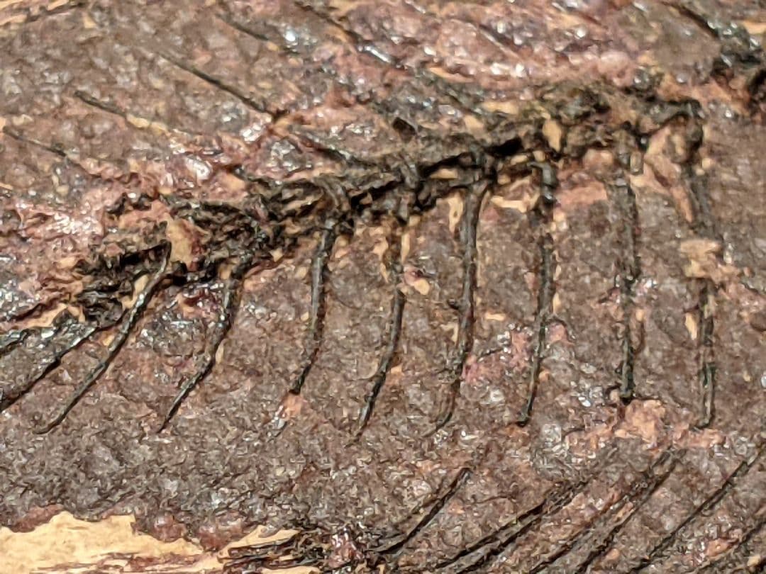 化石魚プリスカカラ 壁掛額入り