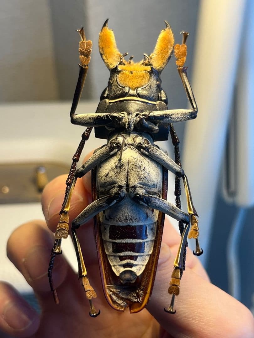 85mm】アラゲオオウスバカミキリ 甲虫昆虫標本タランチュラムカデ