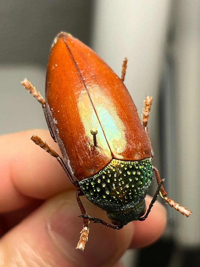 年代物】チャイロフトタマムシ フトタマムシ スハンダエ プラチナ