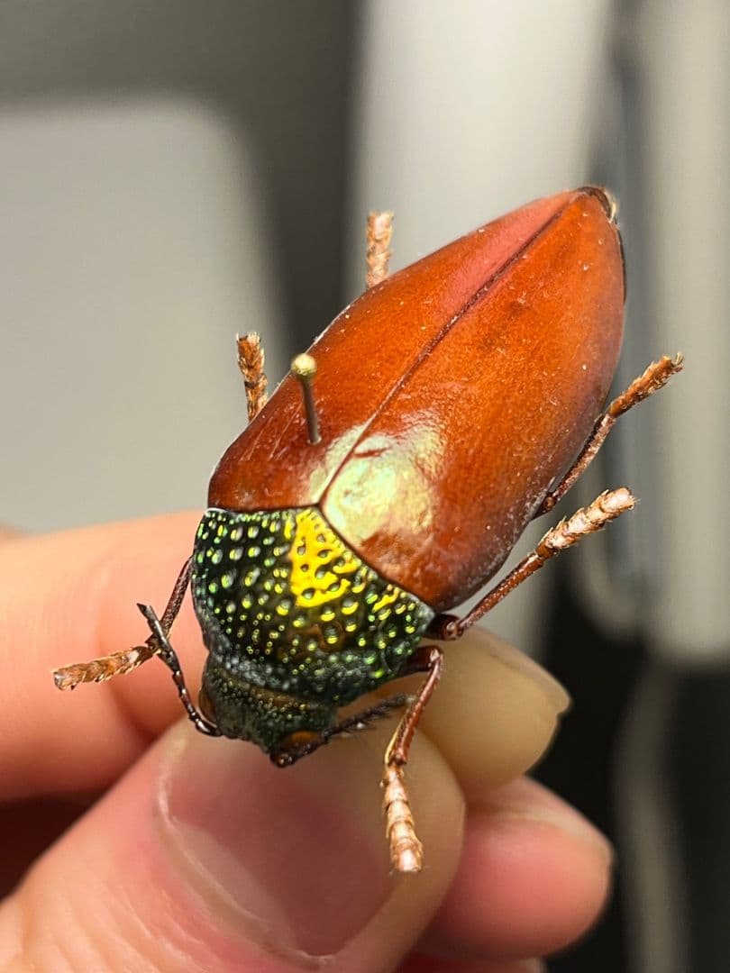 年代物】チャイロフトタマムシ フトタマムシ スハンダエ プラチナ