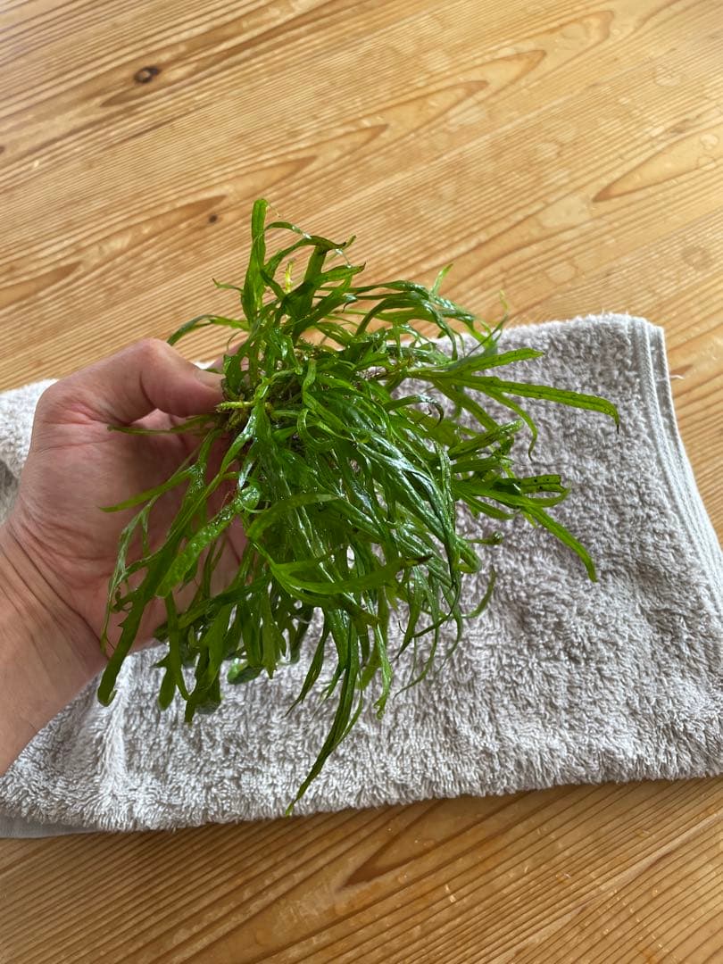 ボルビディスヒュディロティ ミクロソリウムトライデント