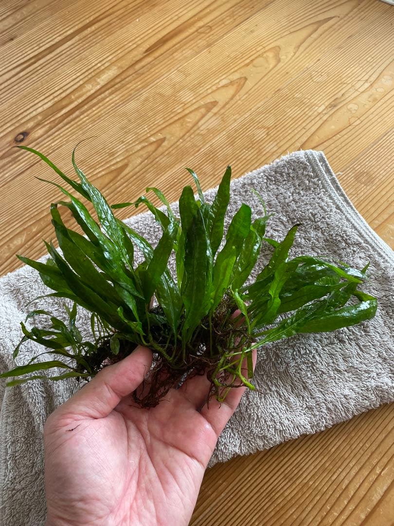 ボルビディスヒュディロティ ミクロソリウムトライデント