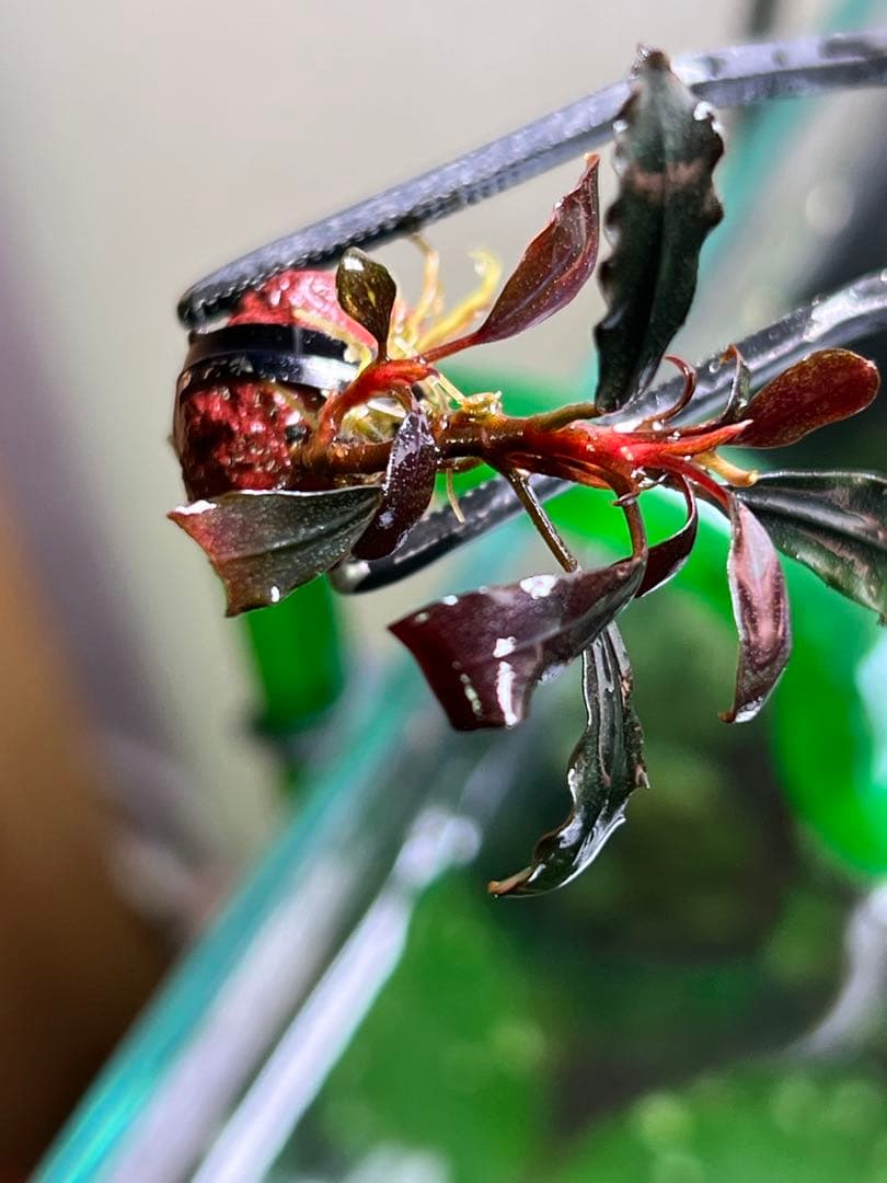 ブセファランド ラ sp.ブラウニーゴーストカリマンタン 2 株の通販はau