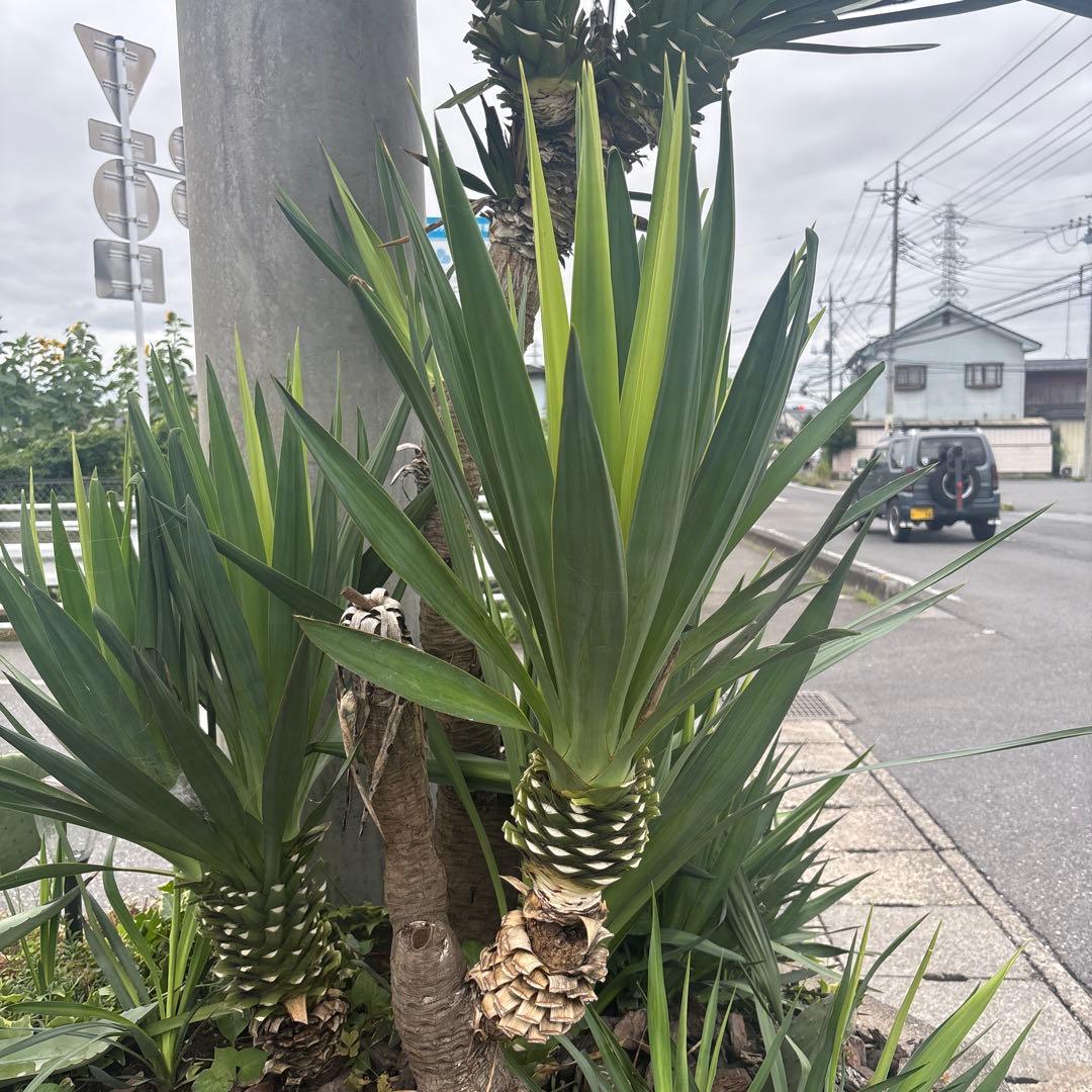 貴宝 畠山飛禅守宛 書状 横軸 n49