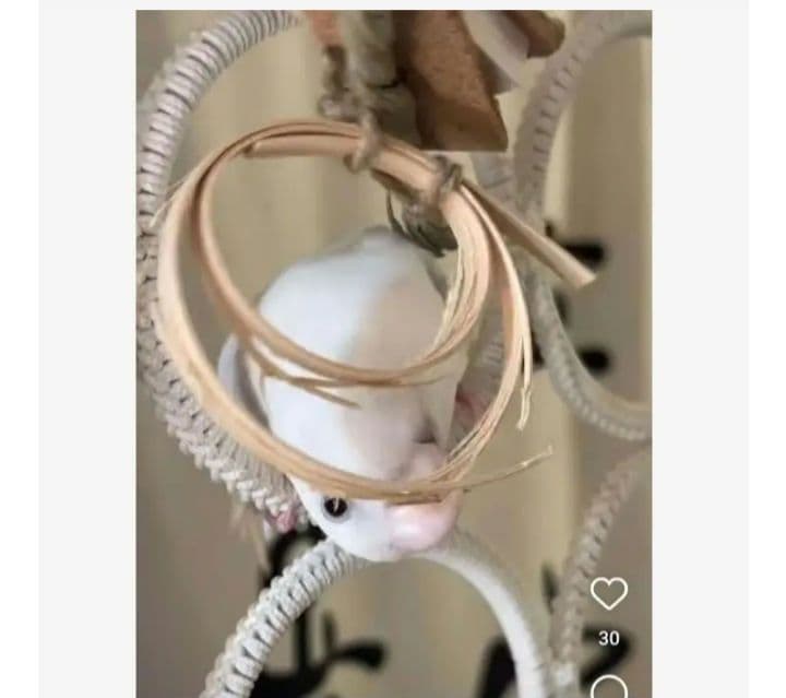 v99 自然素材 ハミハミ吊り下げおもちゃ 文鳥 インコ バードトイ バルサ