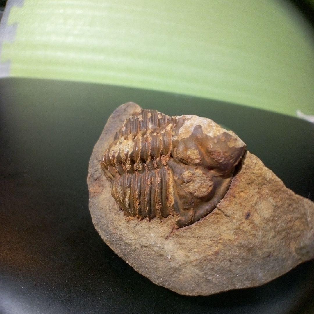 三葉虫 化石 fossil ボリビア産 レア Fossil管理⑦