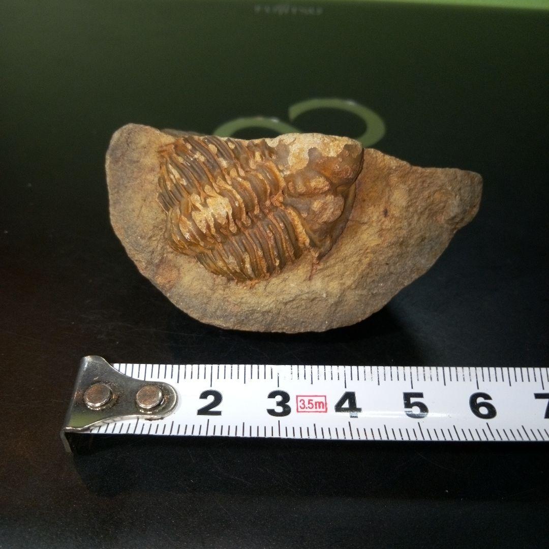 三葉虫 化石 fossil ボリビア産 レア Fossil管理⑦