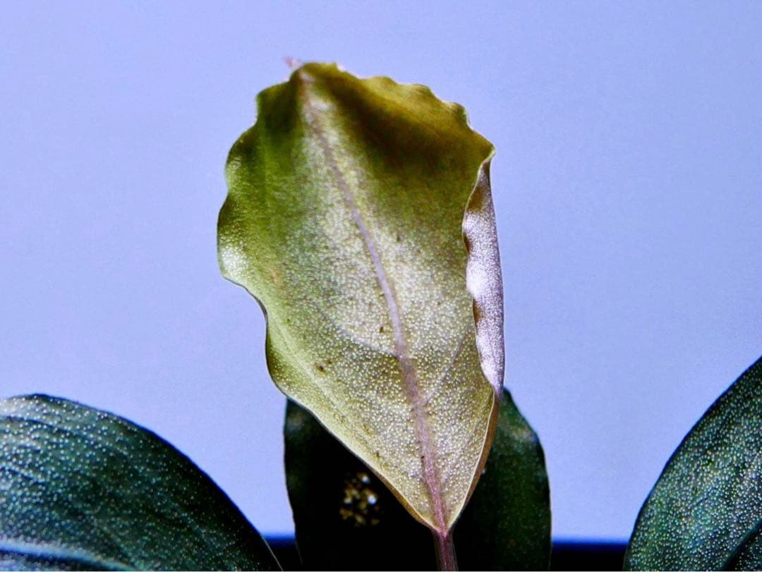 《激美＆レア》ブセファランドラ『Pandora Variant』【完全水中葉】