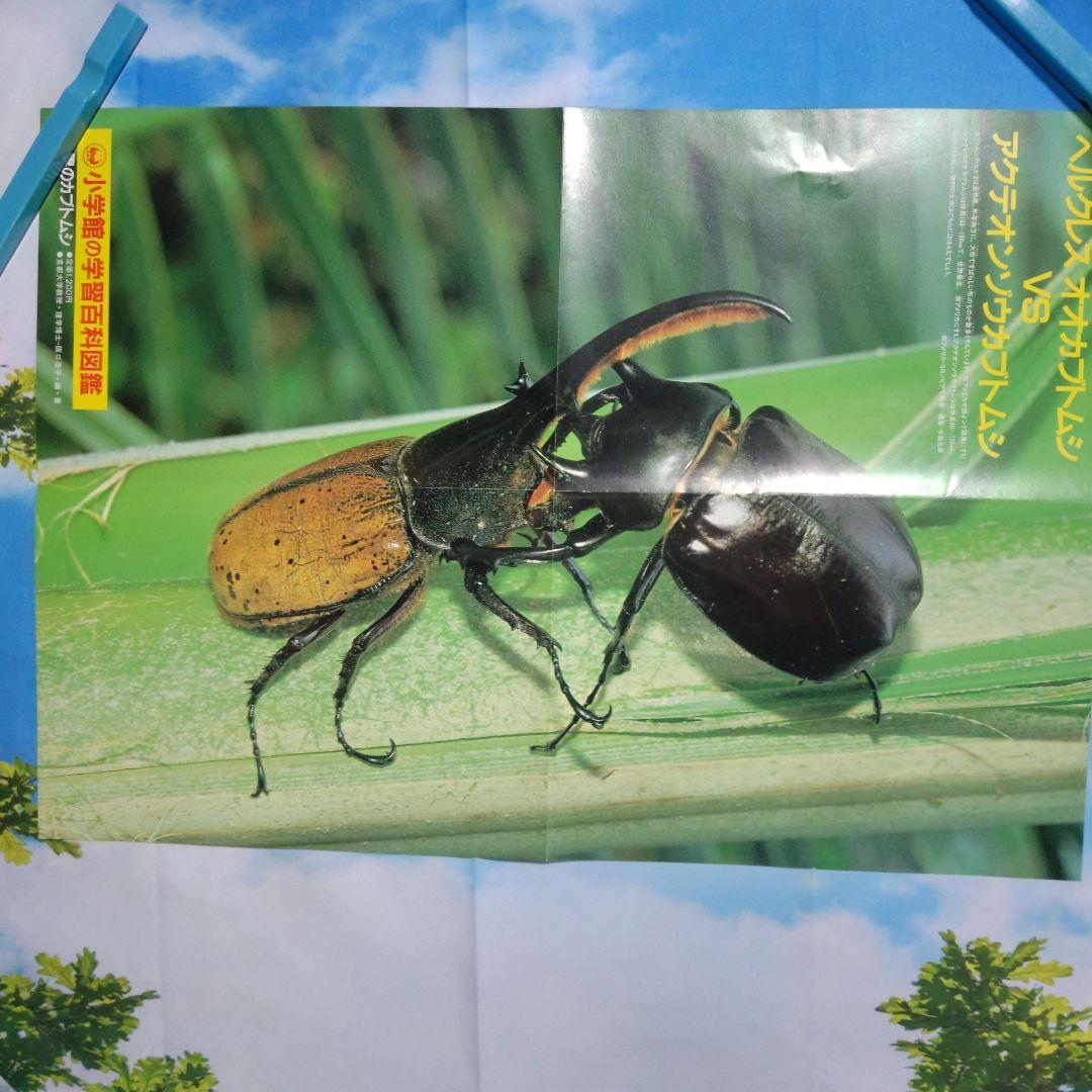折りたたみポスター希少！ 海外カブトムシ＆クワガタ昆虫図鑑付録 昭和