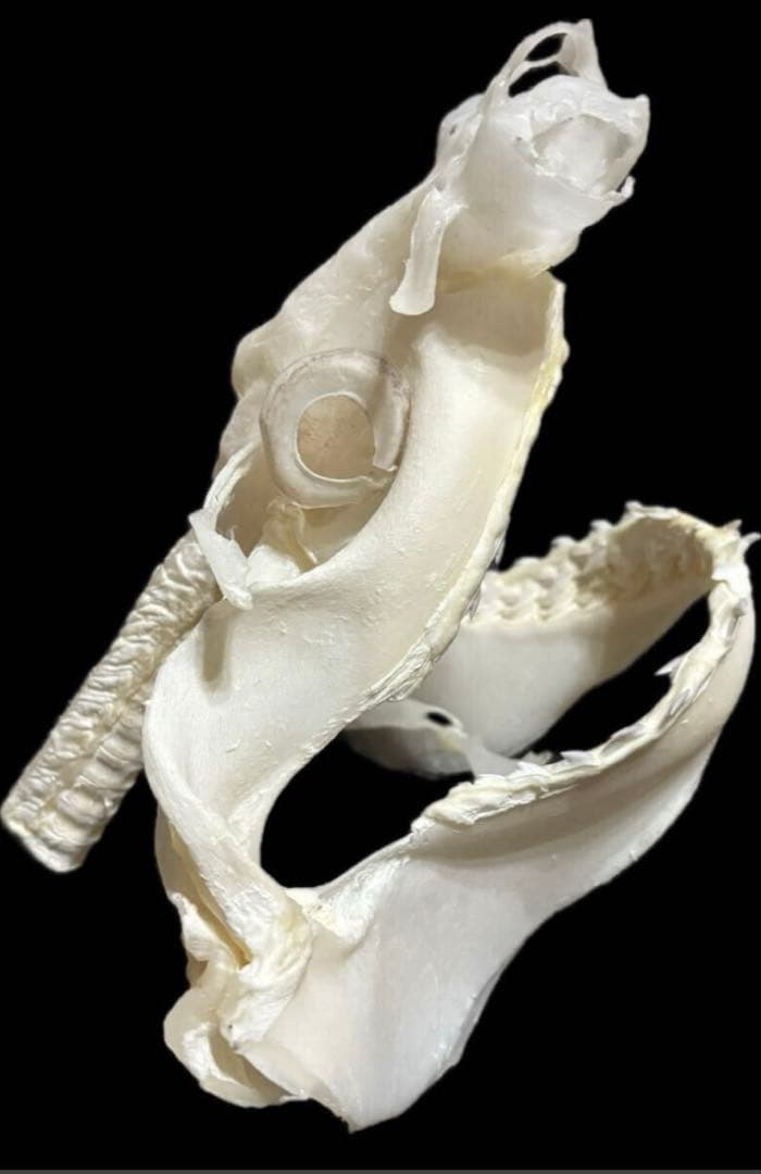 タイガーシャーク頭骨標本 ☆即納☆珍品！シロシュモクザメの頭骨