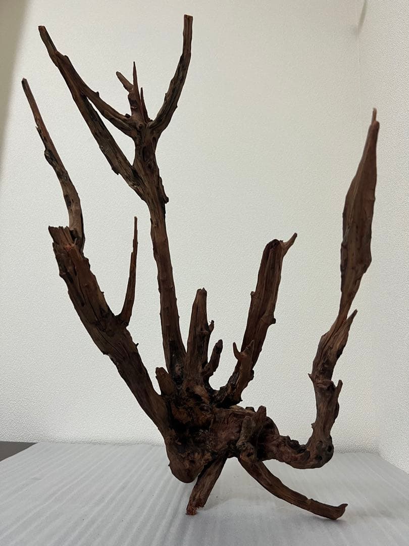 HX-083 流木 ホーンウッド マシンガンウッド アクアリウム ブランチ