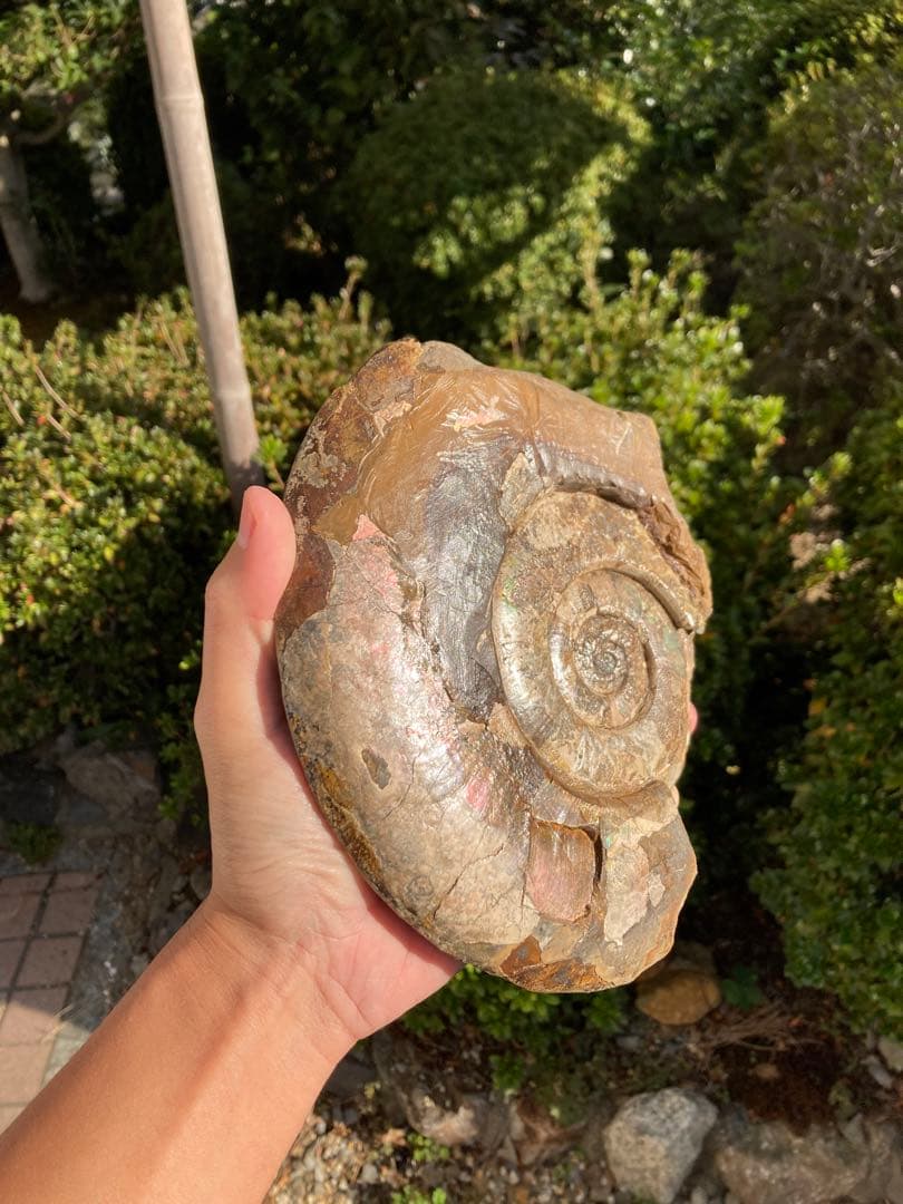 北海道中川大きな虹色ハウエリセラス化石恐竜