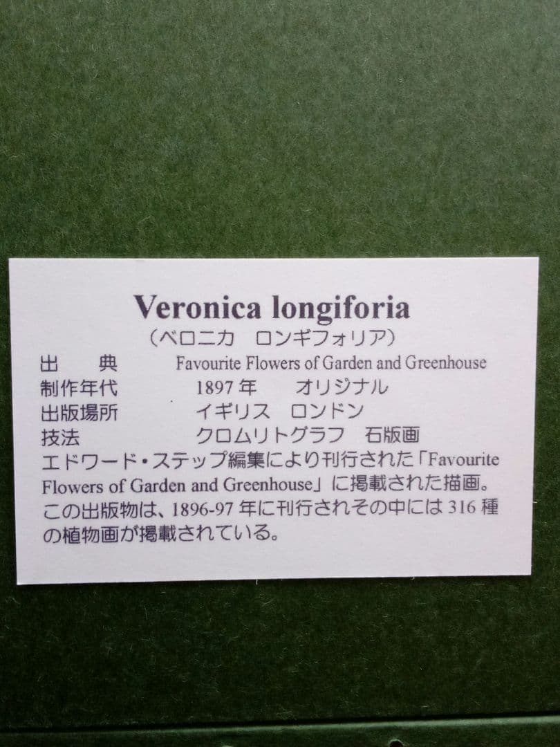 イギリス ボタニカル画 石版画(クロモリトグラフ) 1897年