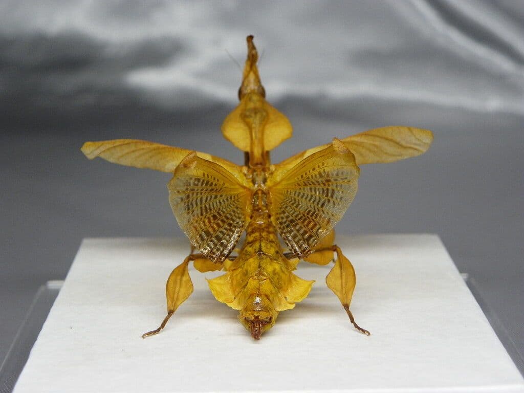 ゴーストマンティス／ペア 立体標本