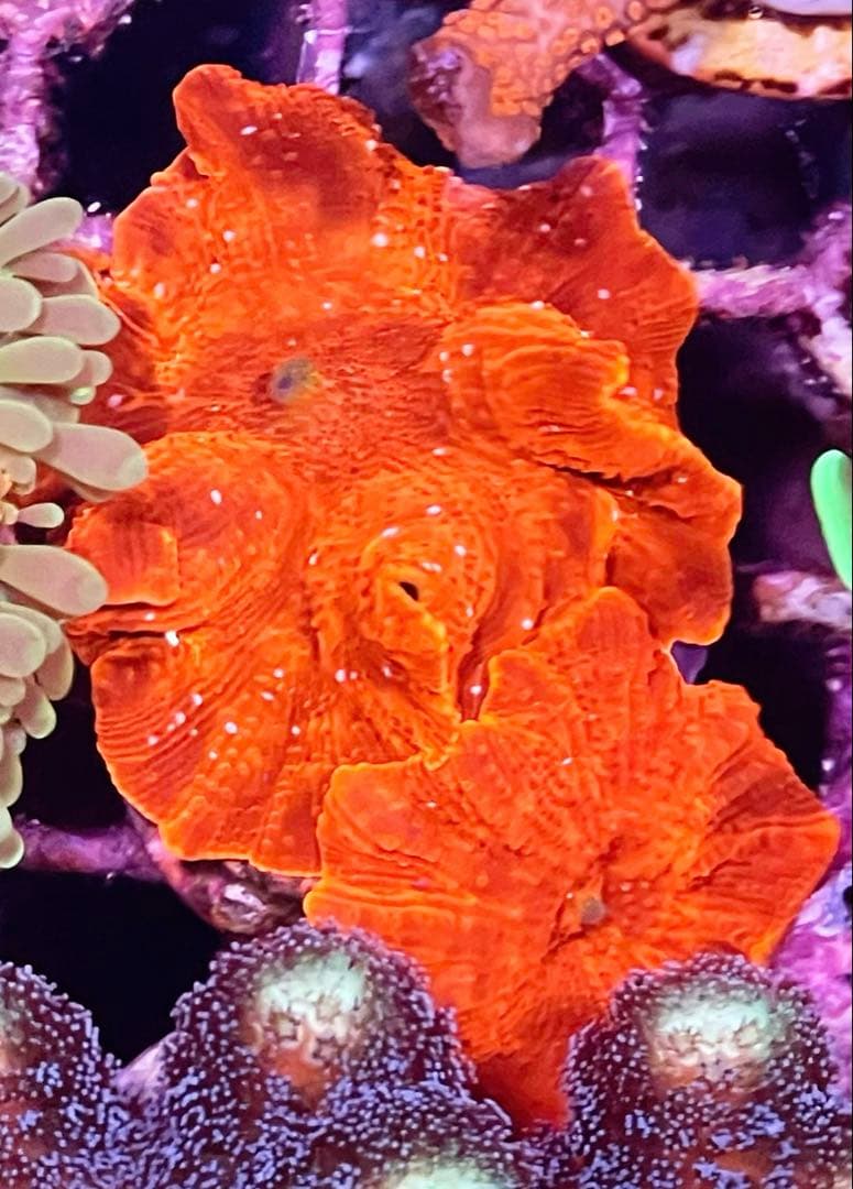 ディスクコーラル+ハナグーリン&ゴールドセット