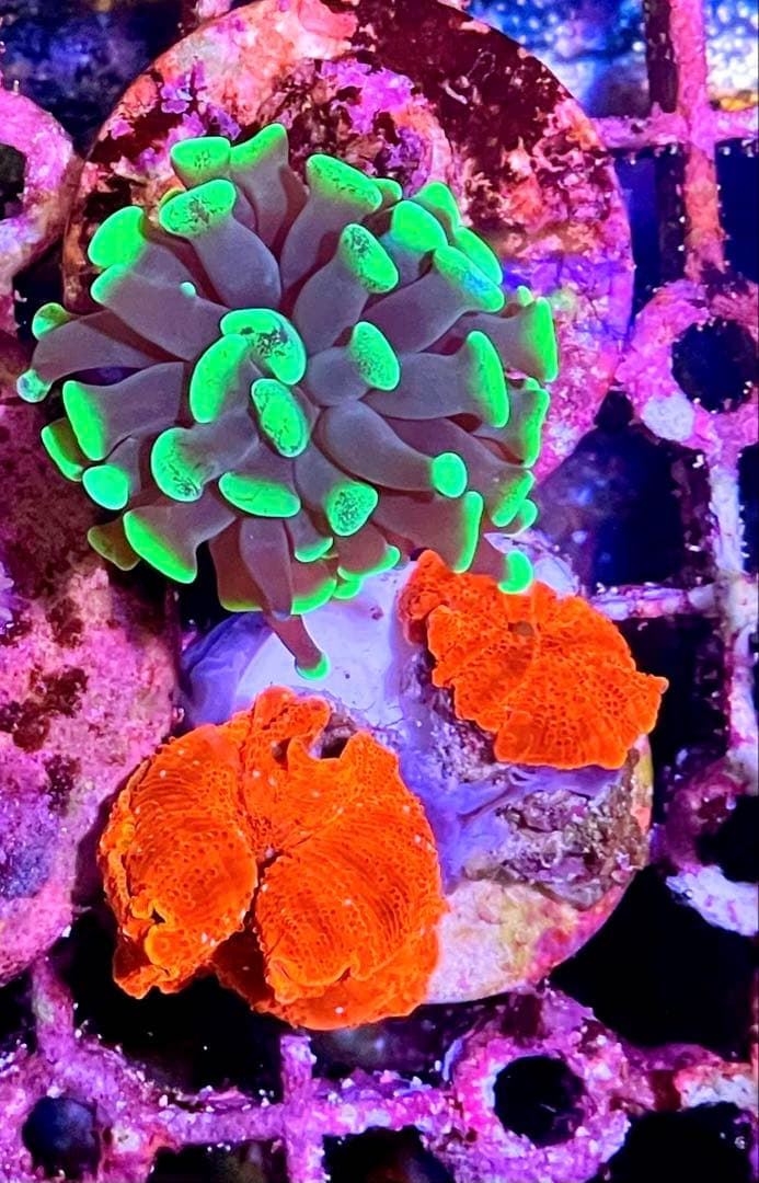 ディスクコーラル+ハナグーリン&ゴールドセット